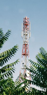 A telecoms mast with fern fronds in the foreground.